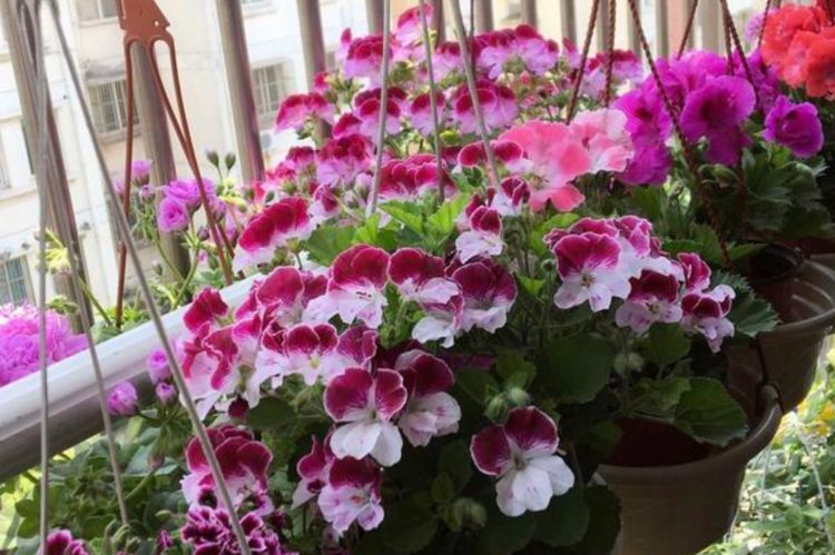 最も人気があります 蔦花種類