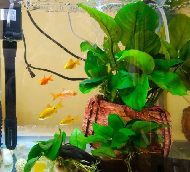 玫瑰鲫入缸手册:那么多观赏鱼里,偏偏喜欢你