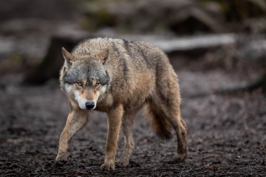巨型野狼足有一人高 闯入小镇撕咬20头家畜