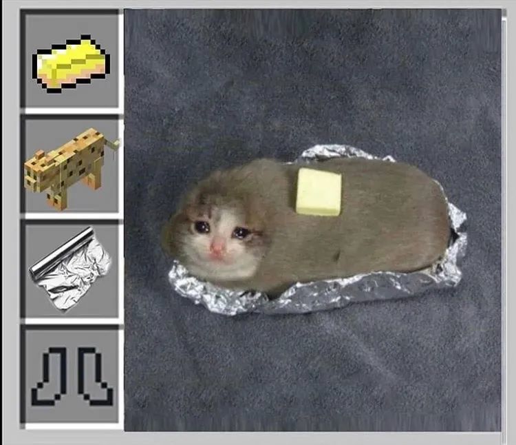 猫怕出名猪怕壮 每只网红猫的背后都有ps大师的神作 腾讯新闻