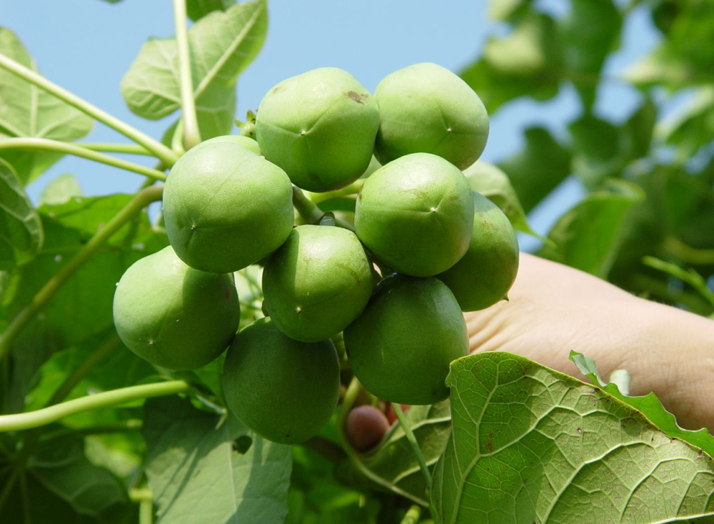 人称"柴油果",果子可榨柴油,农民用其点灯,却不知价值极高!