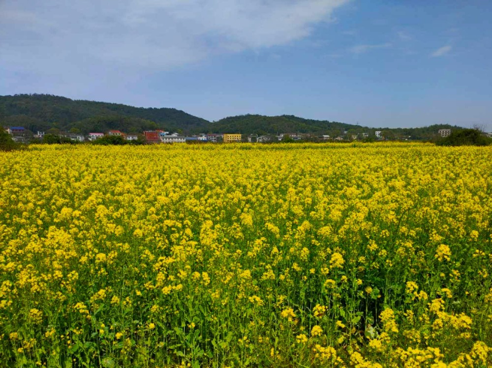 長沙迎來好天氣,2000畝油菜花花海綻放,市民戴口罩慕名而來