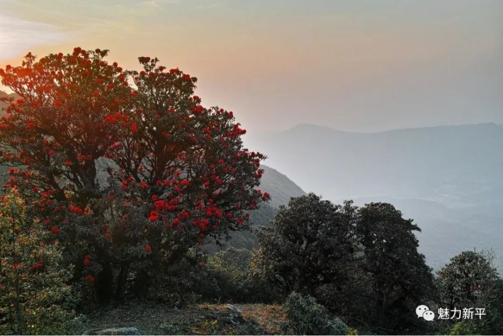 雲南新平磨盤山杜鵑花開映山紅