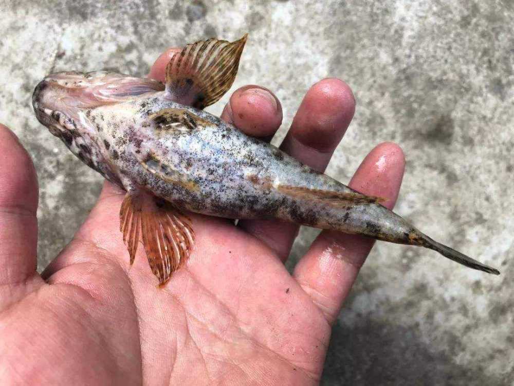 曾经农村常见的"癞蛤蟆鱼",长得四不像,现价格为啥贵得离谱呢?