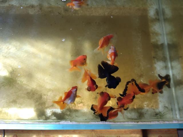 选购金鱼最难的一点在哪里 为什么买回家的金鱼很快就患病 腾讯新闻