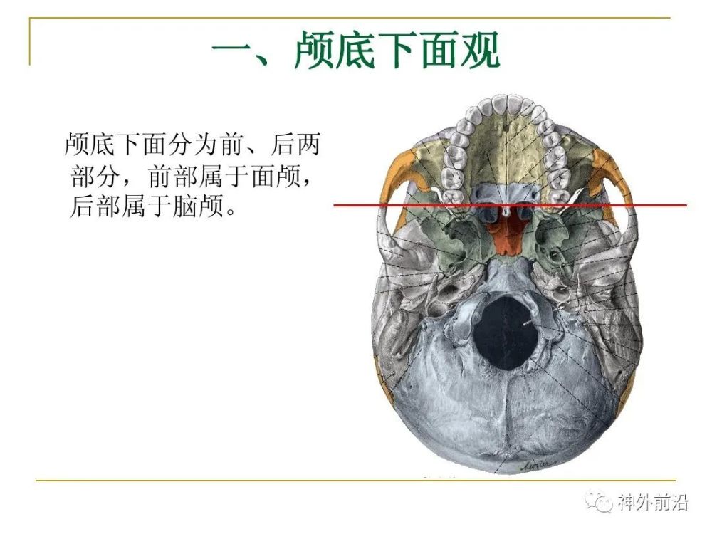 实用课件 颅底的结构