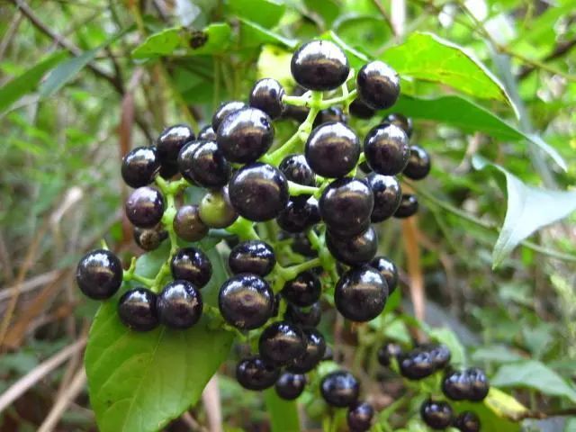 农村野草母猪藤专门为风湿骨痛而长的有幸遇见请珍惜