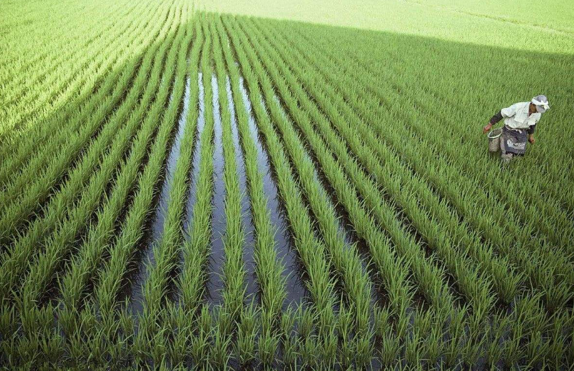 日本的主要农作物是水稻不仅如此,为了保证彻底的摧毁日本,美军还准备