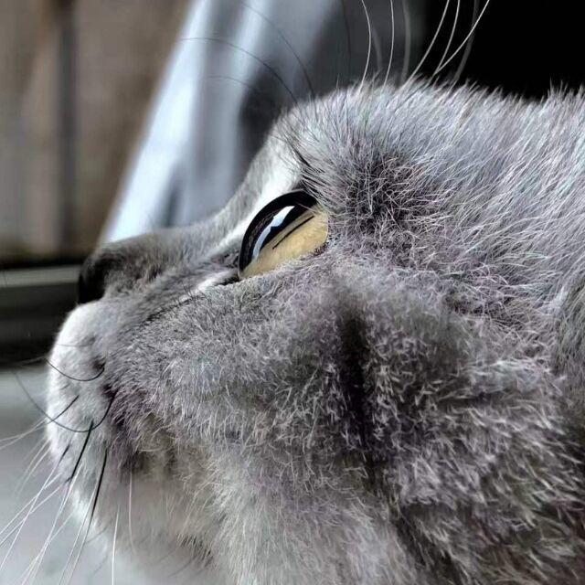 我们一起学猫叫 一起喵喵喵 今天给大家介绍撸猫小说吧 腾讯新闻