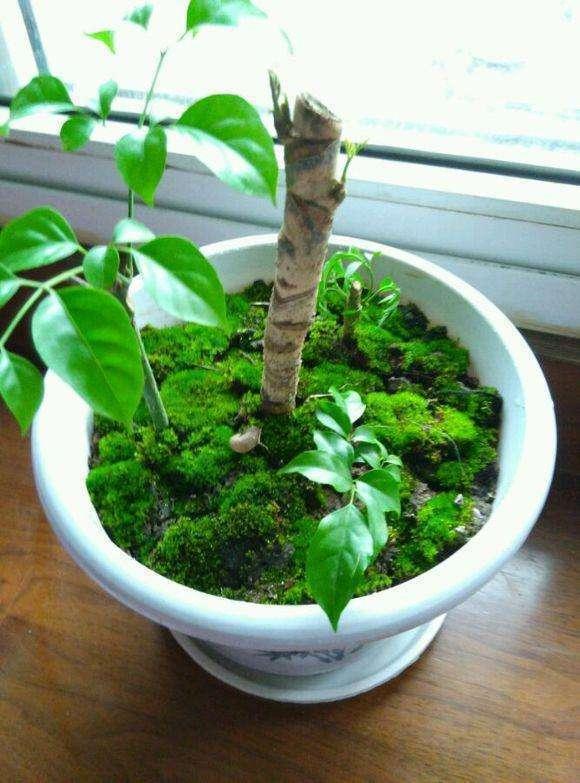 这种植物一般都长得比较高大茂盛,而且寓意极好,通常都需要较大较深的