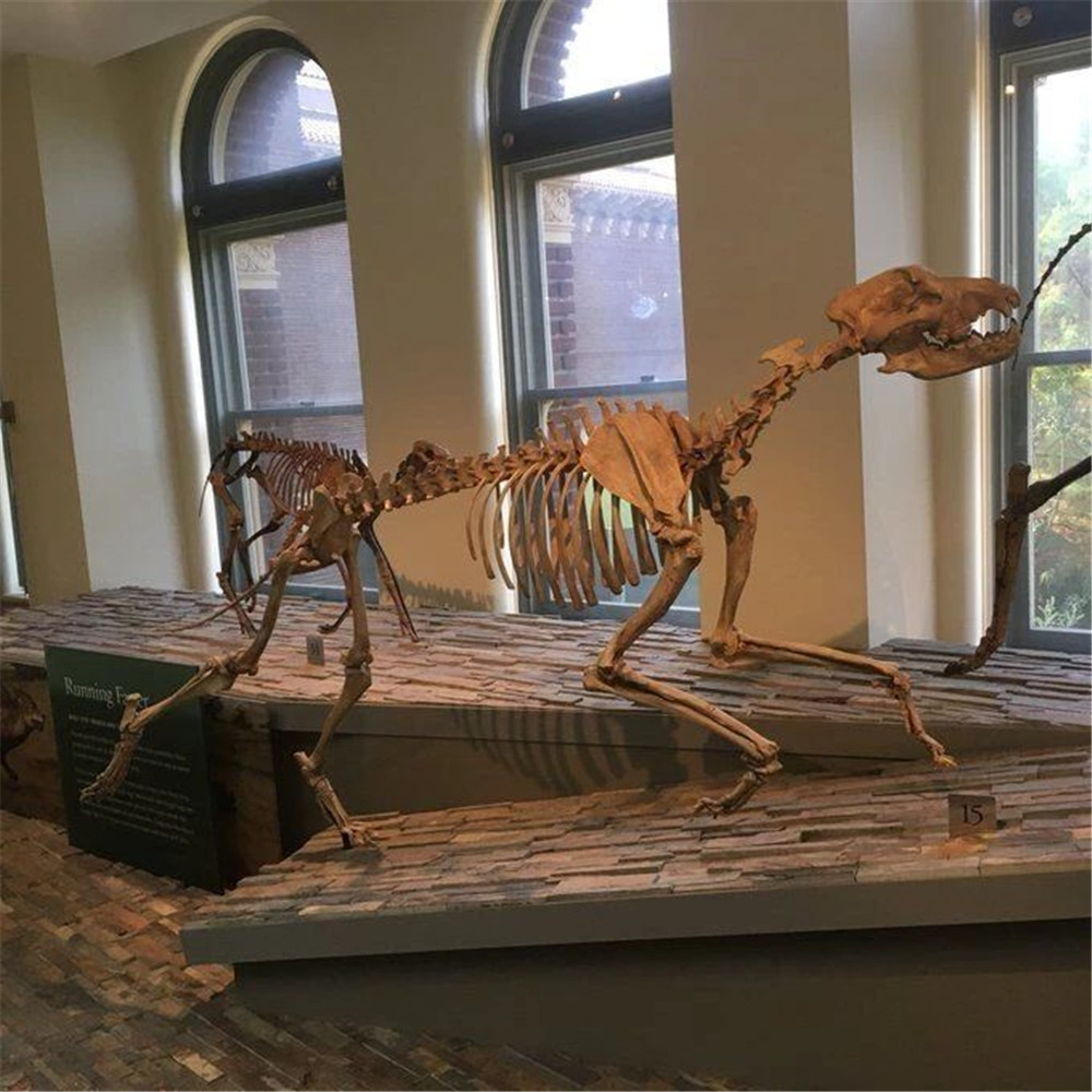 美洲曾有一种恐狼 敢从美洲狮嘴中夺食 食物短缺连同类也不放过 腾讯新闻