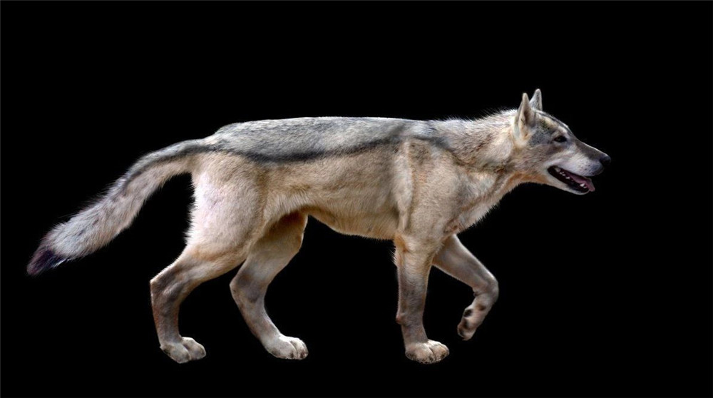 美洲曾有一种恐狼 敢从美洲狮嘴中夺食 食物短缺连同类也不放过 腾讯新闻