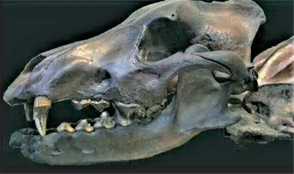 美洲曾有一种恐狼 敢从美洲狮嘴中夺食 食物短缺连同类也不放过 腾讯新闻