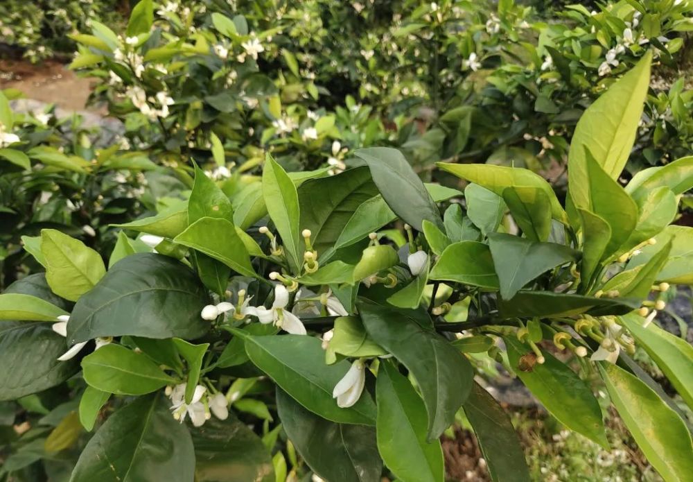普通沃柑有籽,若是枳壳,香橙砧木的,花量正常时,一般营养保果即可,如