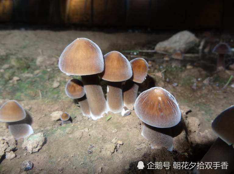 农村树下生长的"斗鸡菇,是种难得的山珍,目前市场上卖几十元一斤