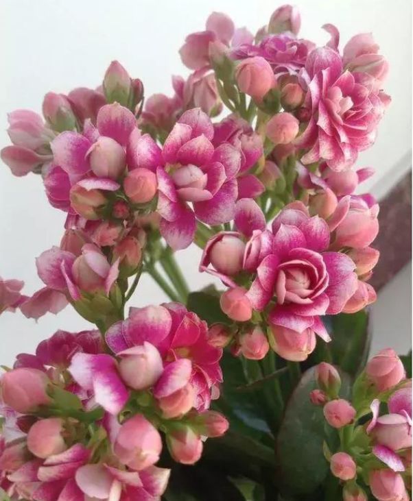 10个长寿花品种个个都是高颜值花朵漂亮开花多多