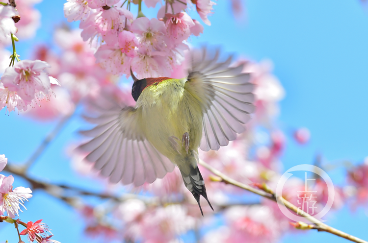 南山上繁花盛开百鸟争鸣这些鸟儿你都认识吗