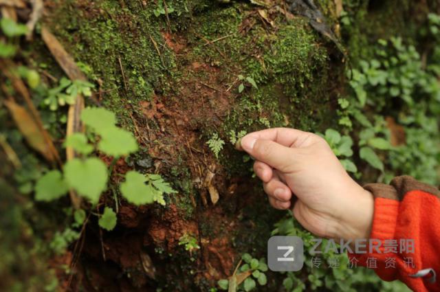 赤水山谷 探寻恐龙"足迹"_腾讯新闻