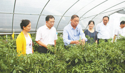国家特色蔬菜产业技术体系首席科学家邹学校院士(左二)在岳西县响肠镇