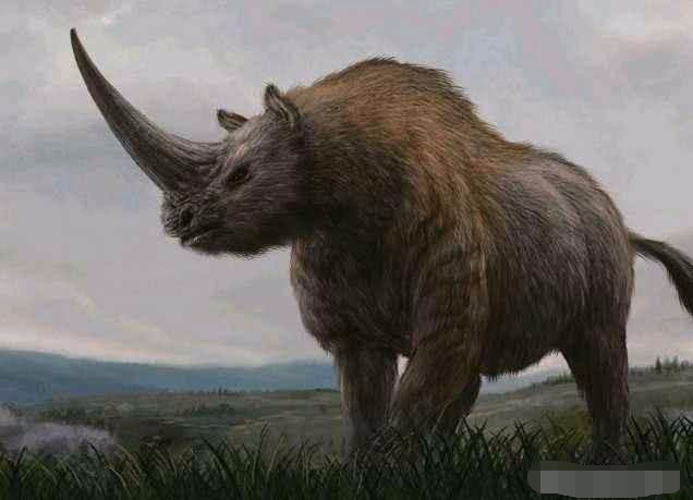 板齿犀能不能打过三角龙为什么