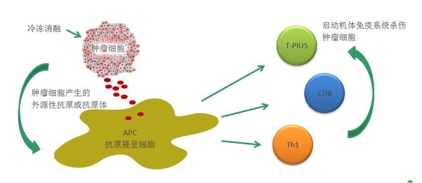 輸入體內可以殺死患者體內失控的癌細胞,如中央型記憶t細胞(tcm)適用