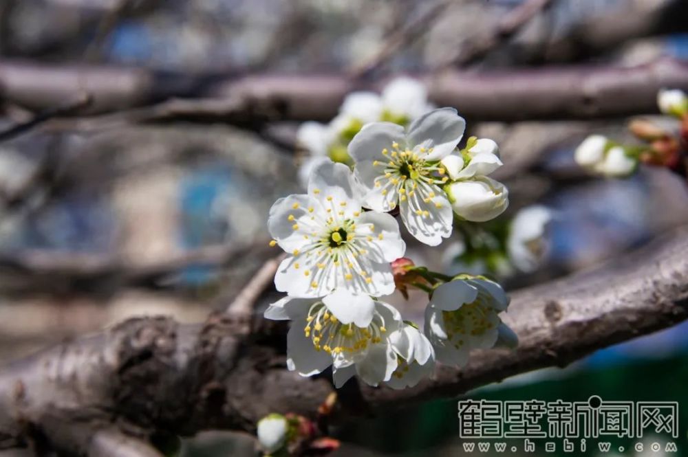 2020年的初春,鹤报融媒体记者在淇滨区华夏南路上看到早樱慕青已经