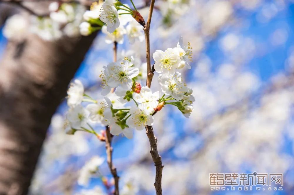 鹤报融媒体记者在淇滨区华夏南路上看到早樱慕青已经开放