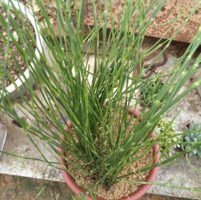 路边 生长着1种珍贵的 野草 被称为 土麻黄 晾干后值钱 腾讯新闻