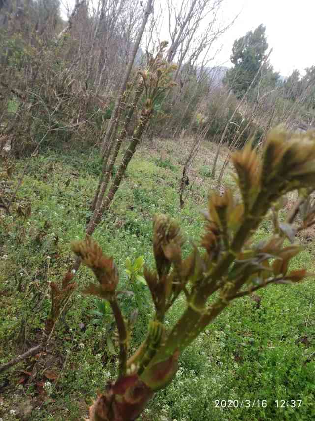 云南,树头菜