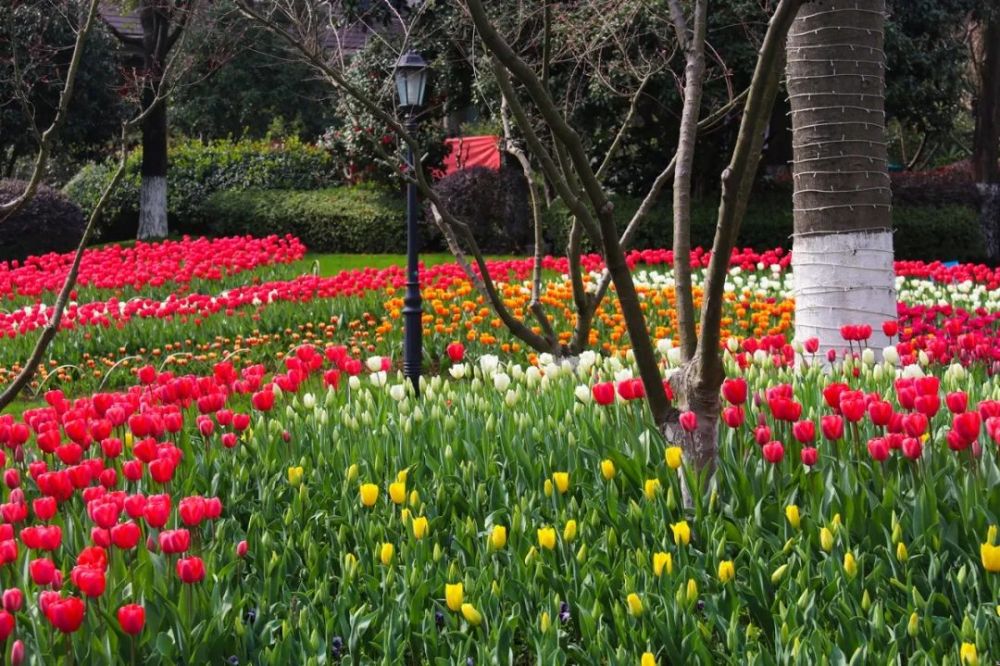 实景美图!余杭最全踏青赏花来袭,带你玩转整个春天!