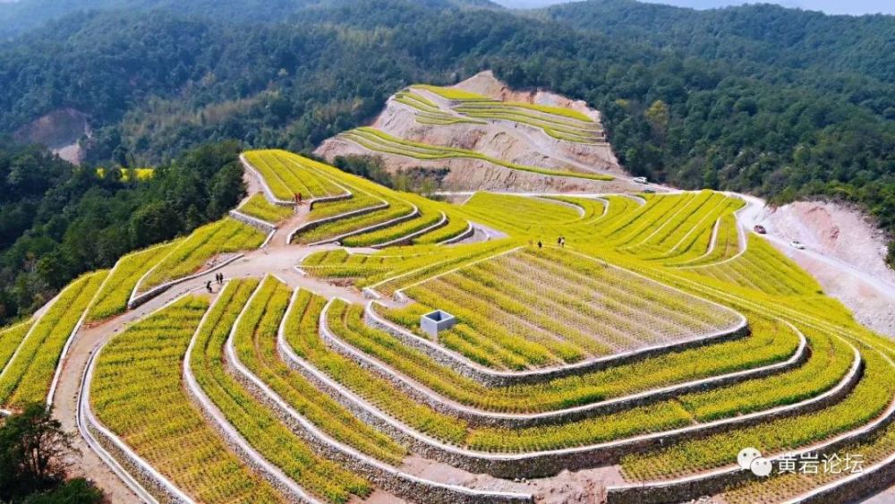 黄岩平田那油菜花太美