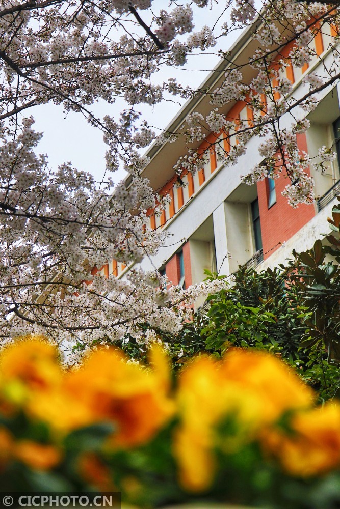 以上图片:2020年3月11日拍摄的四川省绵竹中学盛开的樱花.