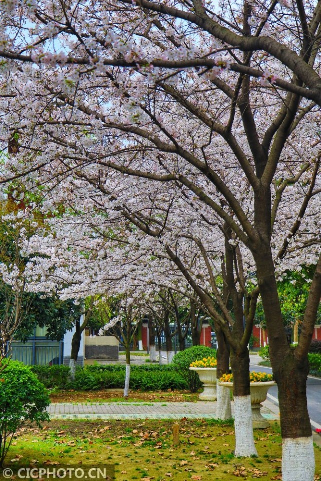 2020年3月11日,四川省绵竹中学樱花盛开,在红墙绿树映衬下显得格外