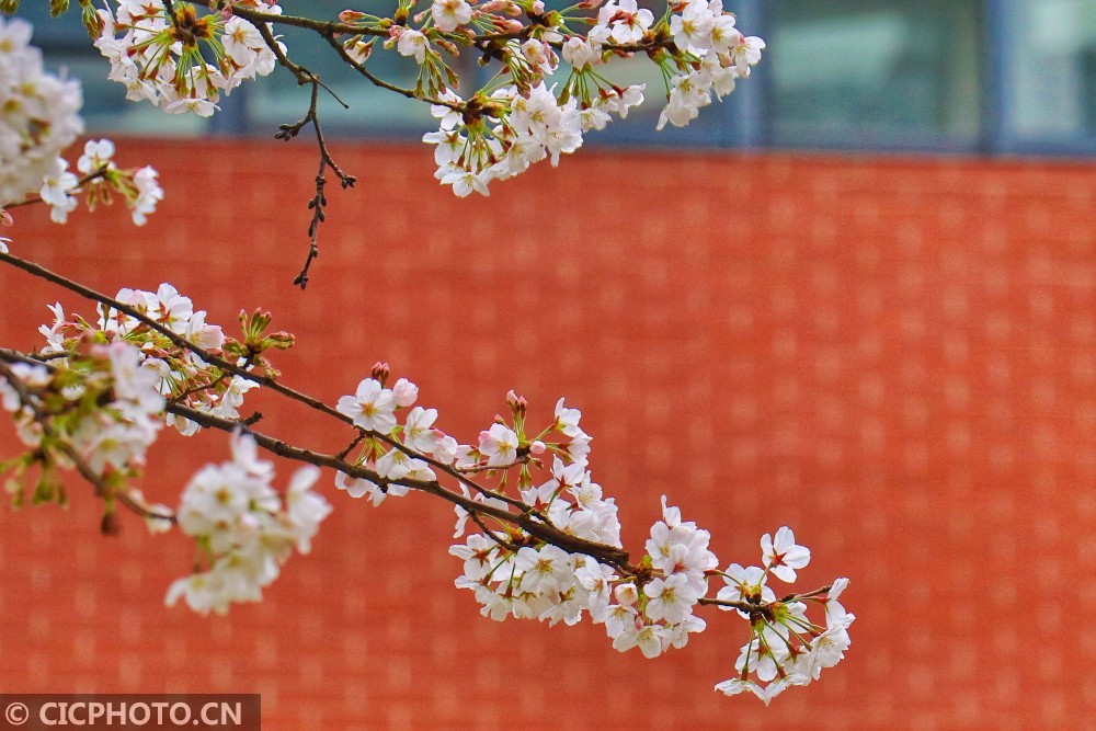 以上图片:2020年3月11日拍摄的四川省绵竹中学盛开的樱花.