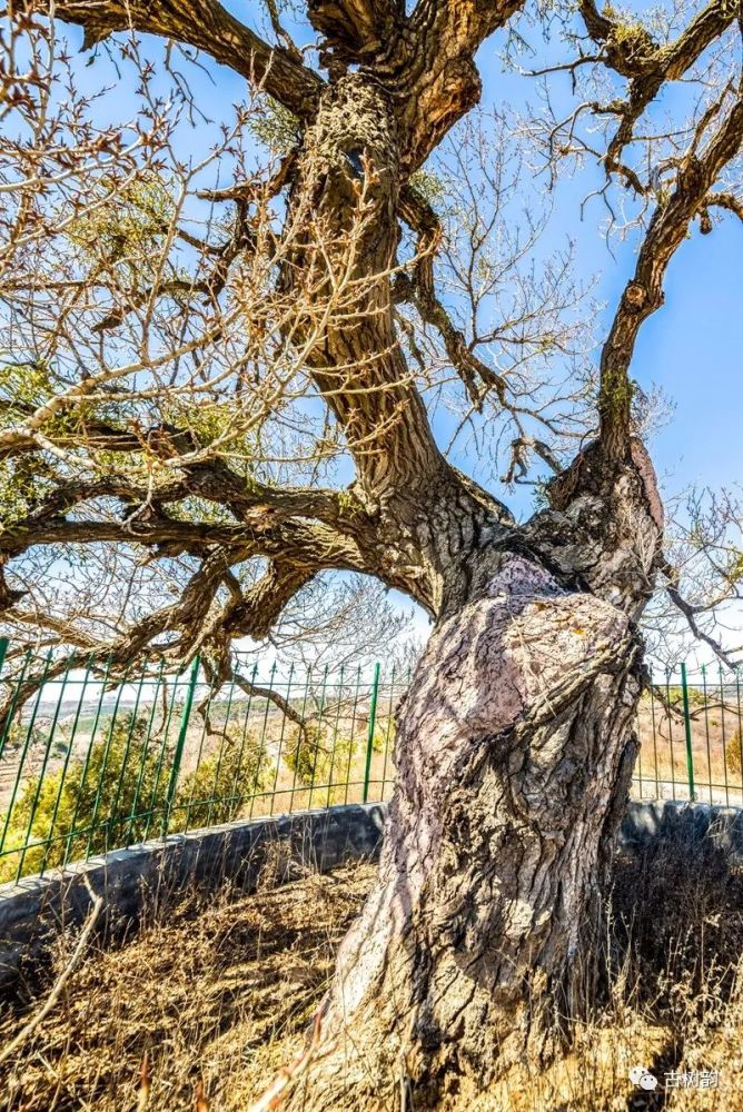 陵川东毕村的河北杨