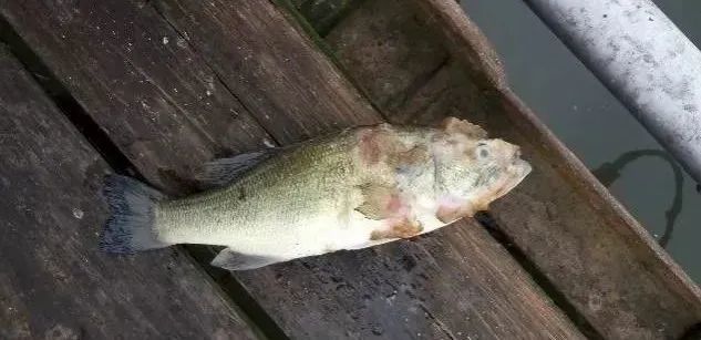 水霉病又暴发,治疗效果不好?那是你不了解这些!