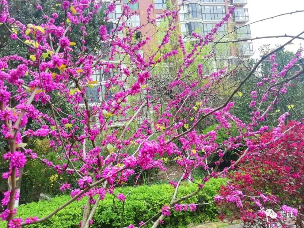 三月花开红似火踏青赏花正当时 腾讯新闻