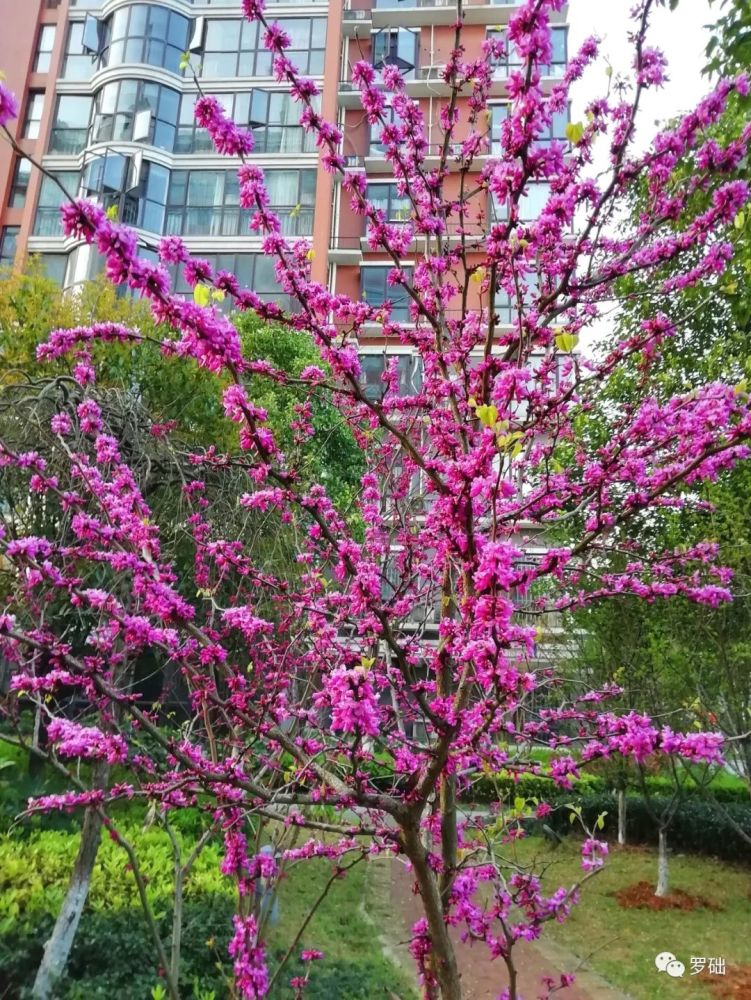 三月花开红似火踏青赏花正当时 腾讯新闻