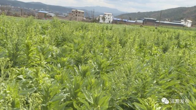 鄧川鎮種植貢菜錢景可觀