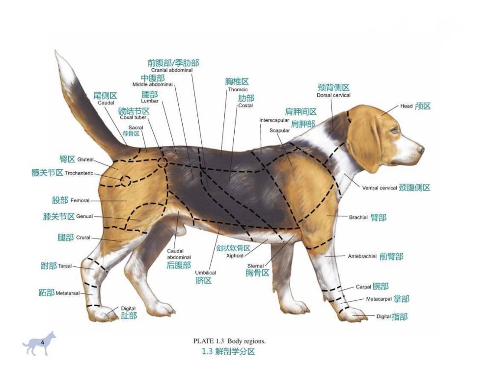 狗器官位置图片