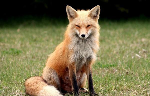 宠物狐狸怎么养?鸟基地博客为你分享养狐狸需要准备什么东西!