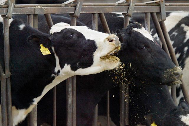 疯牛病的成因找到了?小心!"同类相食"可能再酿惨剧