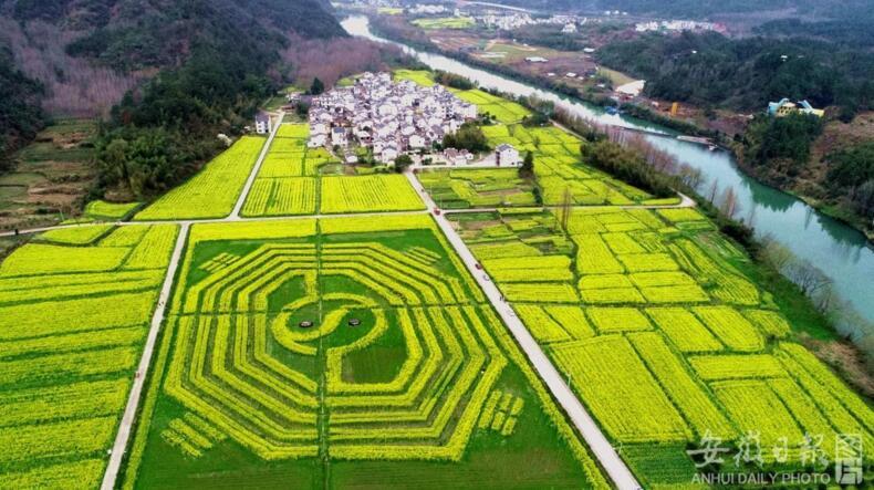 圖為3月16日航拍的黃山市休寧縣板橋鄉呈村油菜花田園景觀