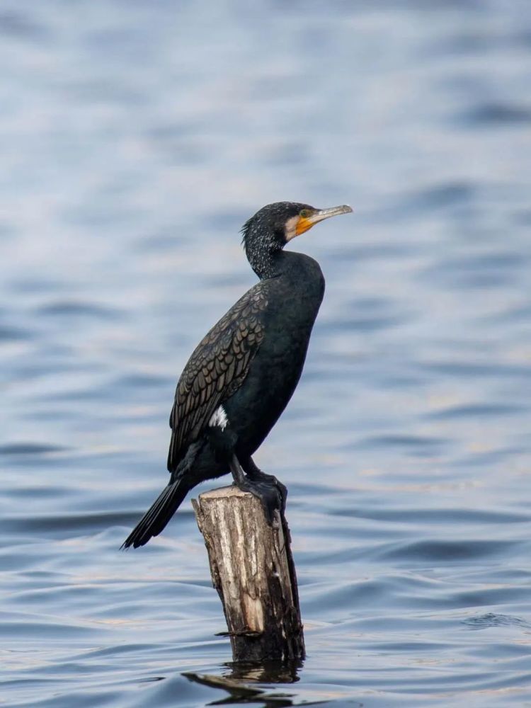 拾掇岁月 摄小编在此也呼吁大家:观赏时一定要善待远道而来的鸟类朋友