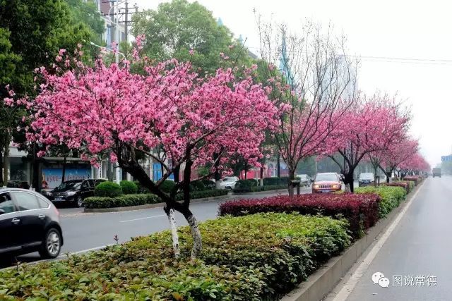 马路上的春天—常德柳叶大道的桃花高颜值来袭