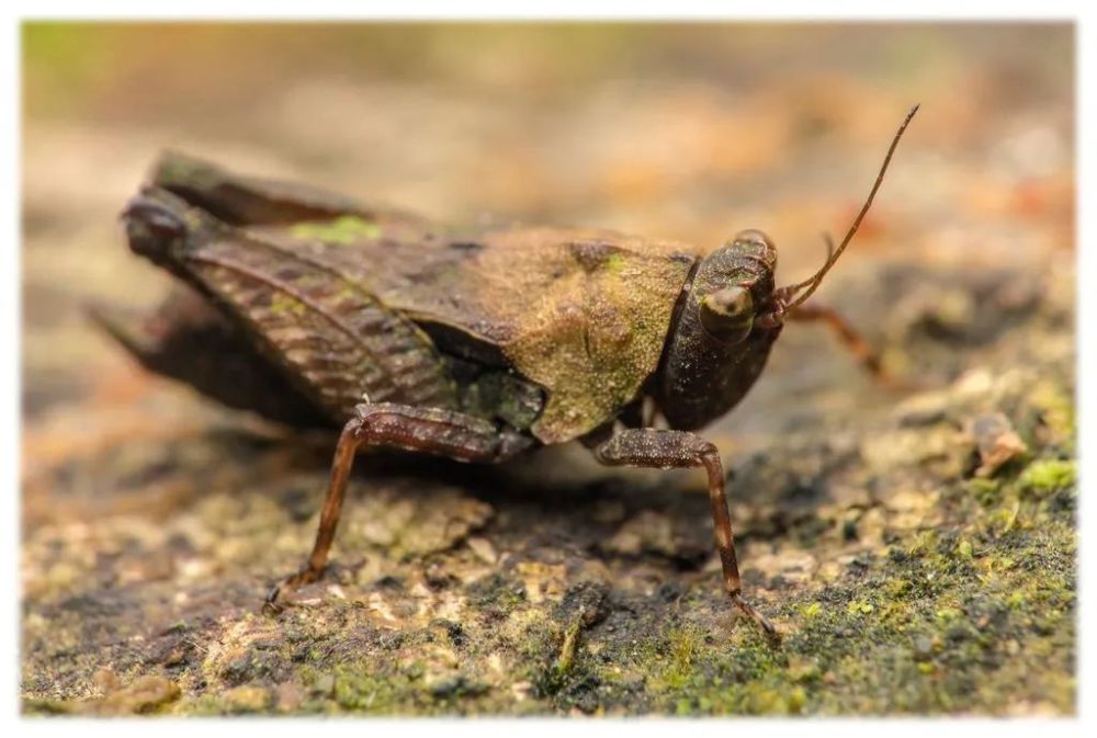 一些种类的蝗虫翅膀退化变小,一些种类如菱蝗已丧失飞行能力.