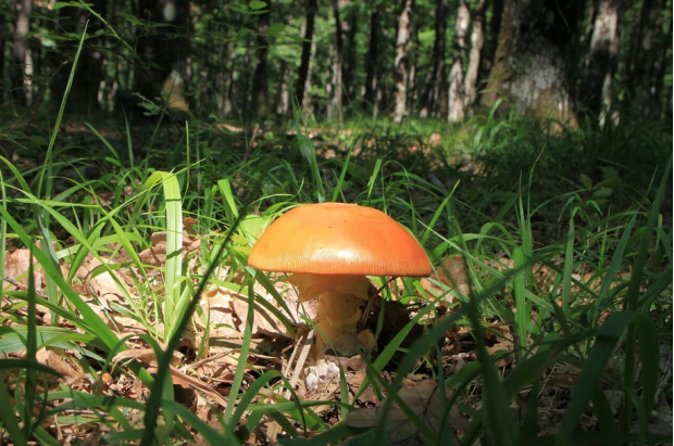 橙黄鹅膏菌喜生长在无污染的针阔混交林区橙黄鹅膏菌子实体幼体很像