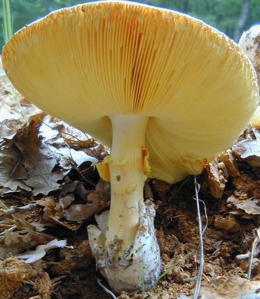 橙盖鹅膏菌黄色菌褶和淡黄色菌环外观夏秋两季雨后