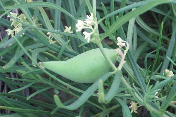 俗称奶瓜瓜钙含量不输牛奶过去小孩抢着吃如今120元1斤