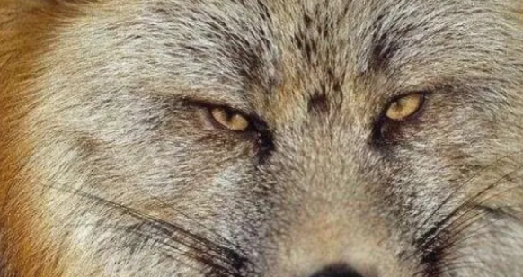 测试:第一眼,哪双眼睛最凶狠?测谁是你成功路上的伯乐!_腾讯新闻